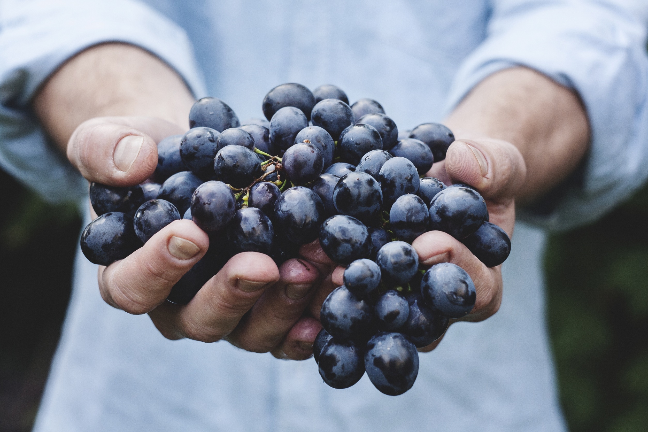 Зачем нужно есть чёрный виноград: 6 преимуществ для здоровья