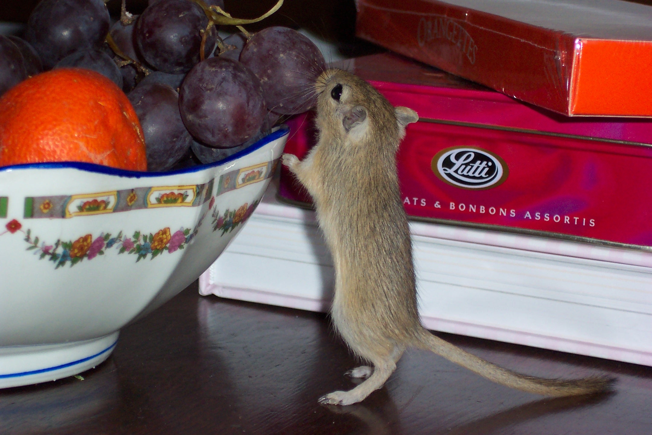 Что делать, чтобы на кухне не было мышей?