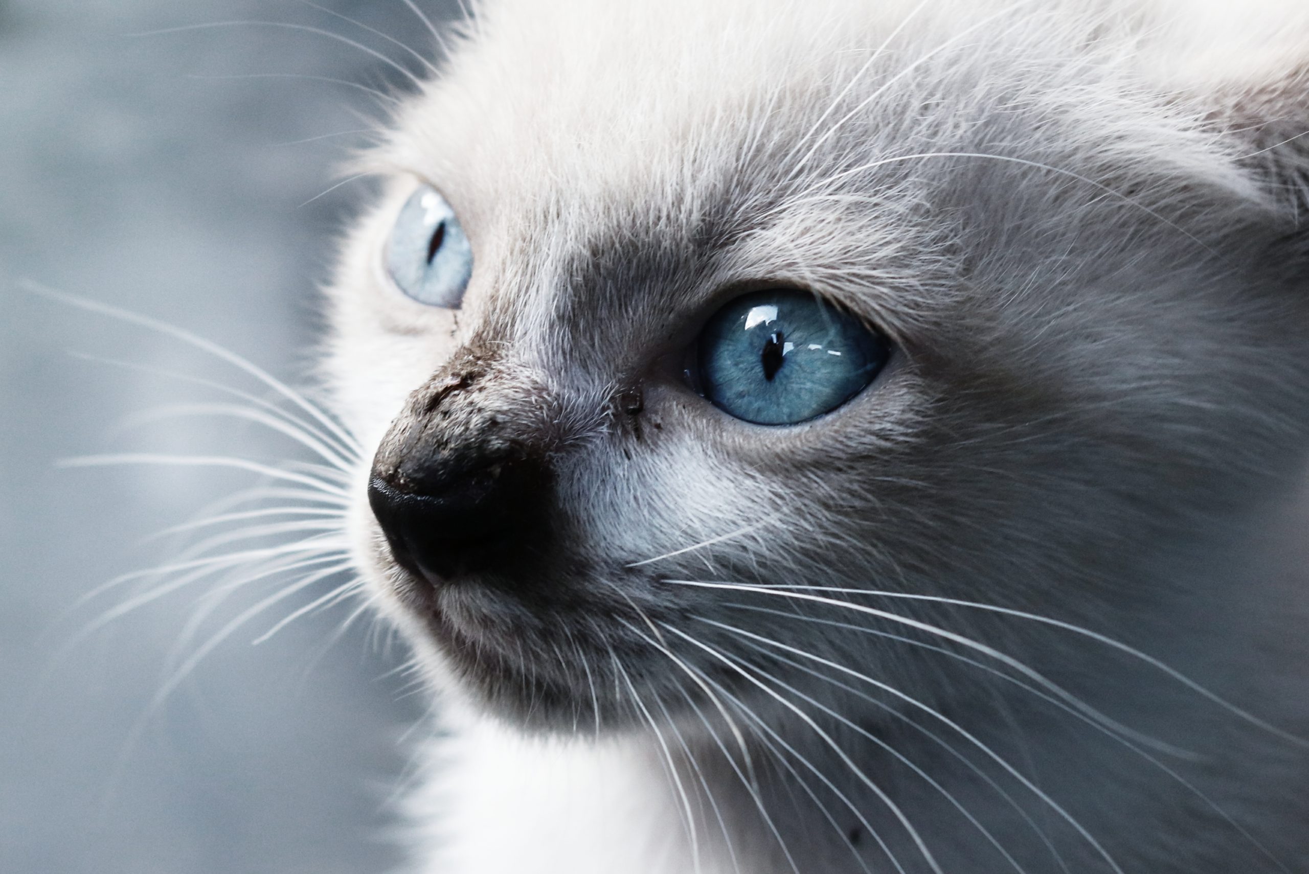 Породы кошек, которые подойдут людям, склонным к аллергии