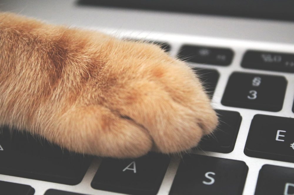 Почему коты обожают клавиатуру компьютера и ноутбука?