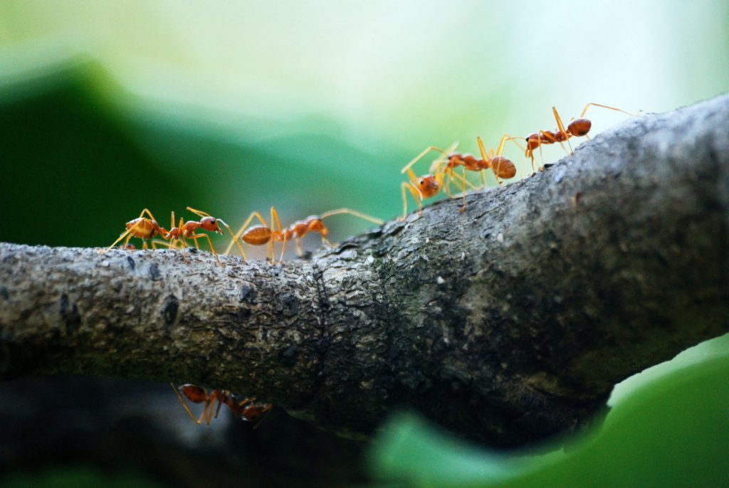 Как избавиться от муравьёв в доме?