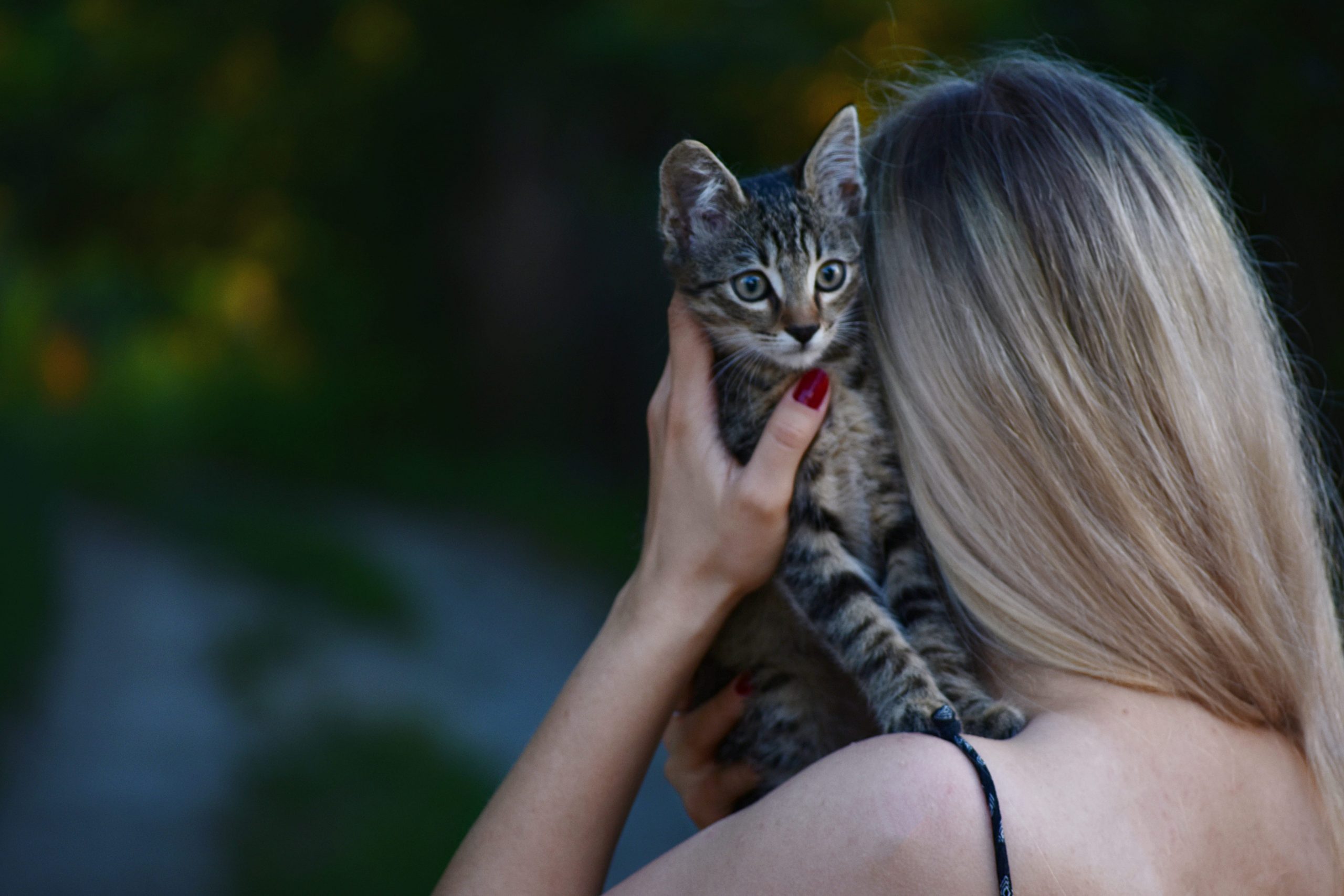 Кошка в доме снижает риск сердечно-сосудистых заболеваний