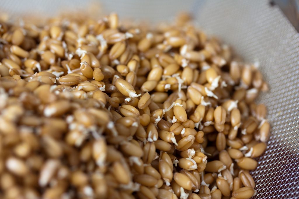 Так ли полезны пророщенные зерна, как о них говорят?