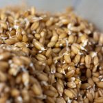 Так ли полезны пророщенные зерна, как о них говорят?