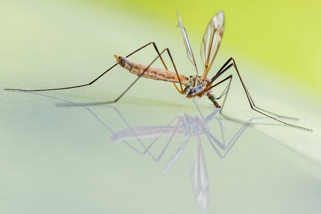 Как избавиться от комаров в доме быстро и эффективно