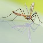 Как избавиться от комаров в доме быстро и эффективно