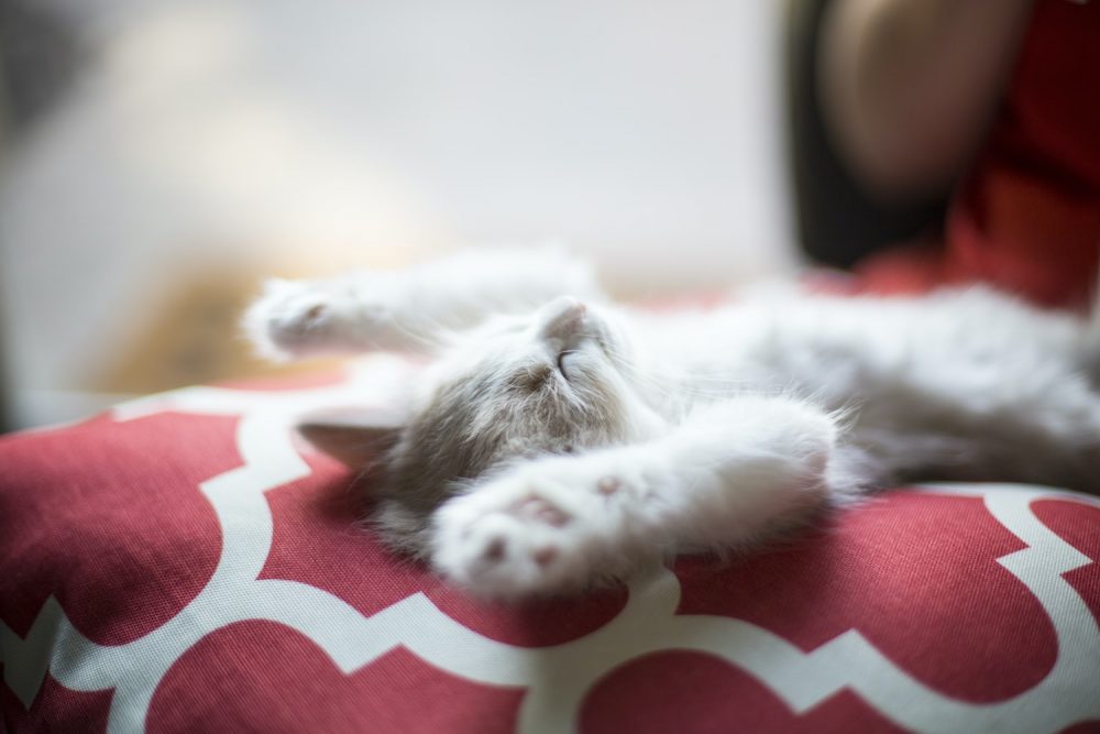 Дело не в лени: почему коты так много спят?