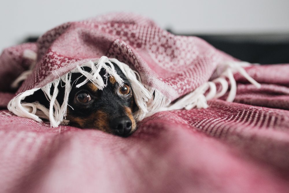 Болезнь или просто холод: из-за чего дрожат собаки?