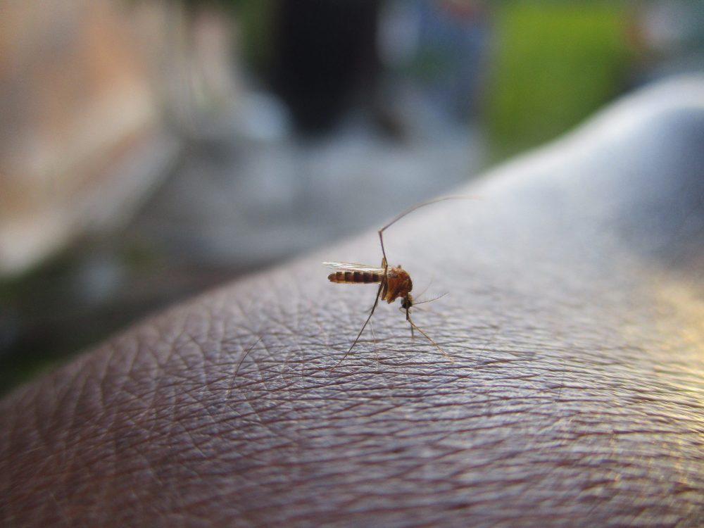 Могут ли комары передавать коронавирус: что нужно знать