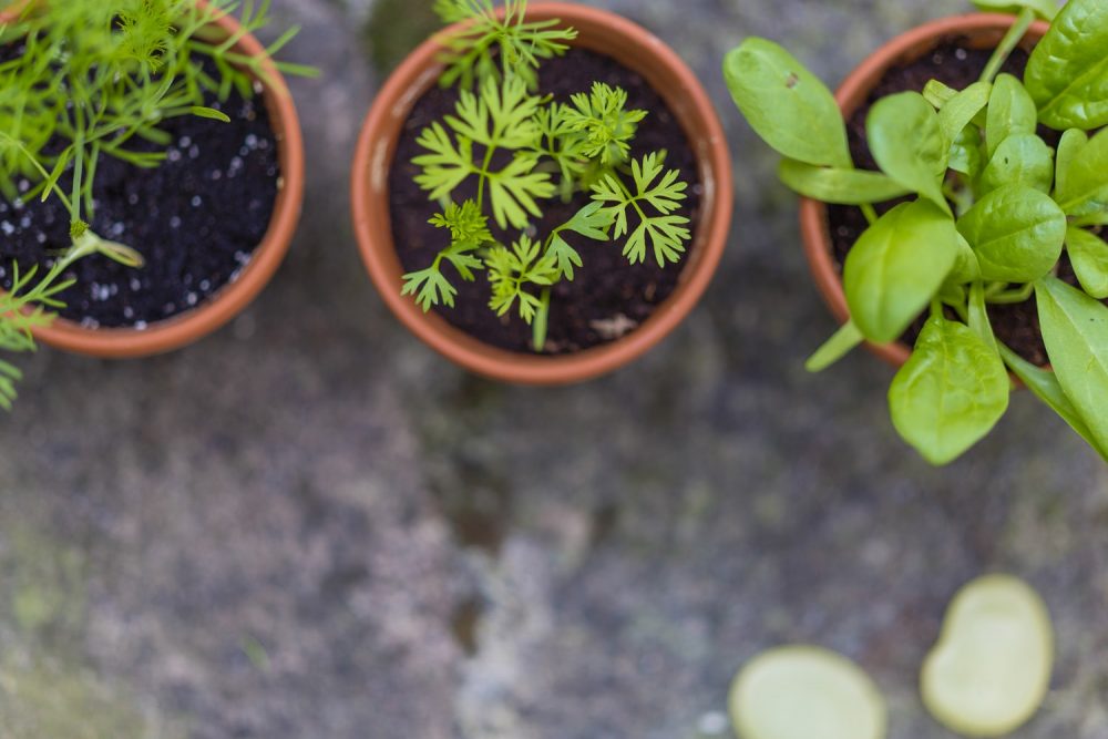 Что выращивать на подоконнике и балконе: 5 быстрорастущих растений