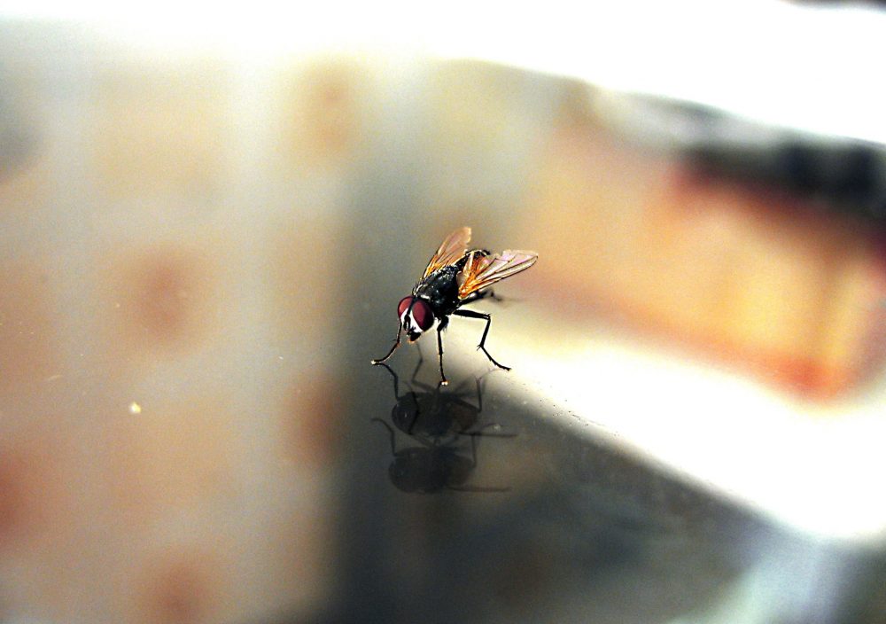 Как эффективно избавиться от мух в доме без помощи мухобойки