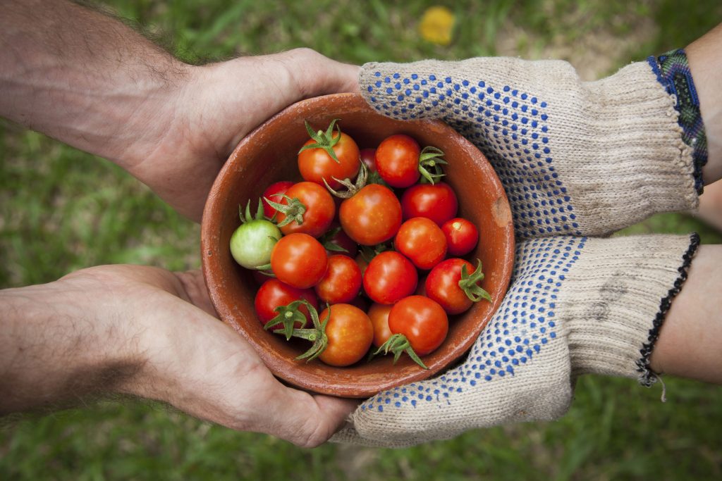 Как правильно хранить помидоры и почему в холодильнике они портятся