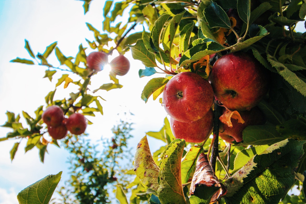 Долголетие, здоровое пищеварение и другая польза от обычных яблок