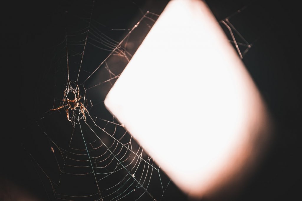 Как избавиться от пауков в доме быстро и эффективно: метод, который работает