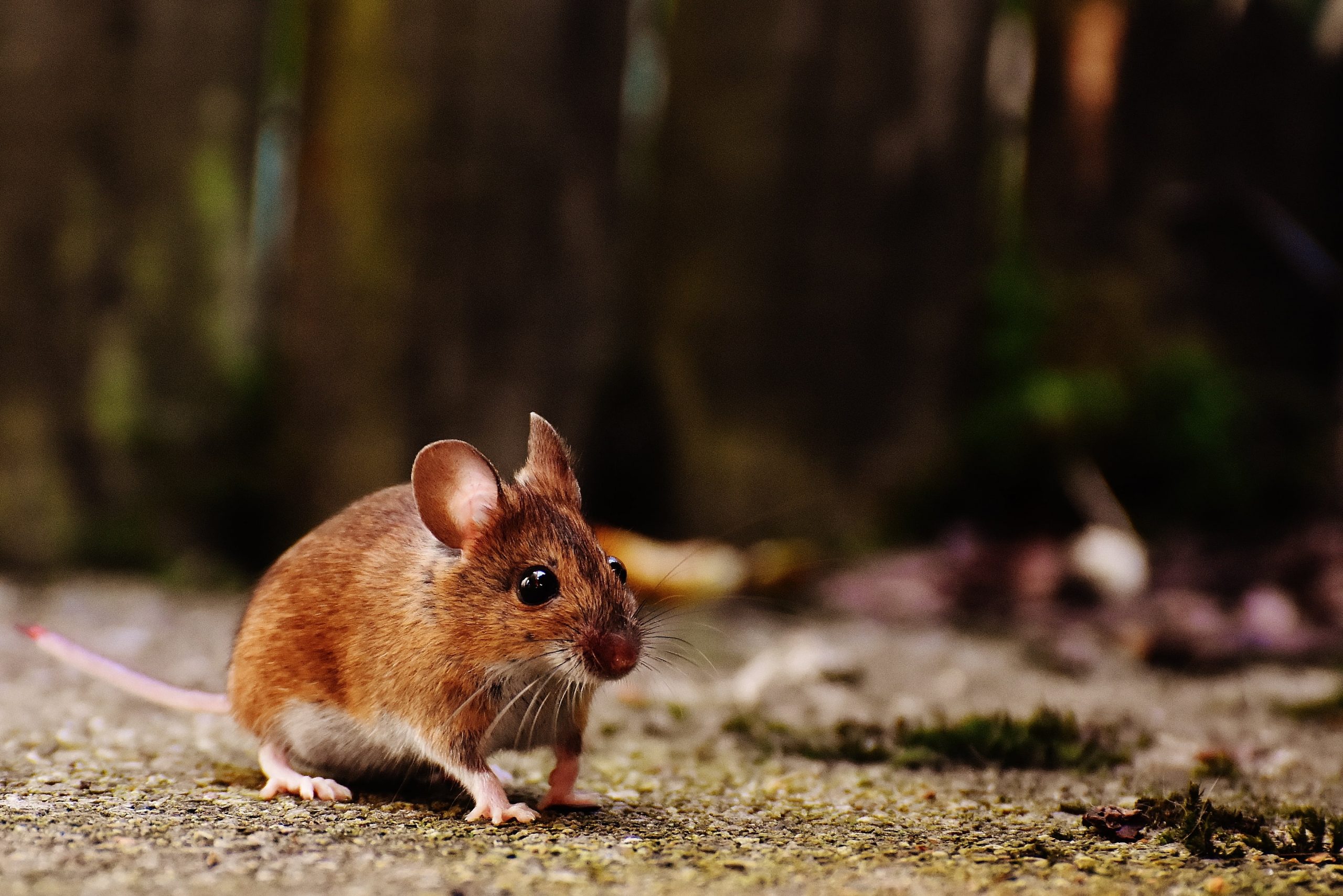 Эксперты назвали самый простой способ предотвратить появление мышей в доме