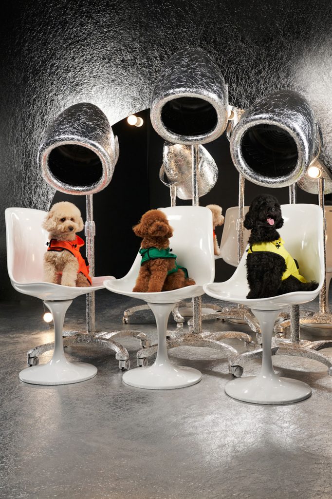 Чтобы питомцы тоже были стильными: MONCLER выпустили пуховики для собак