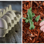 Почему ваш сад нуждается в яичной скорлупе: 3 совета на вес золота