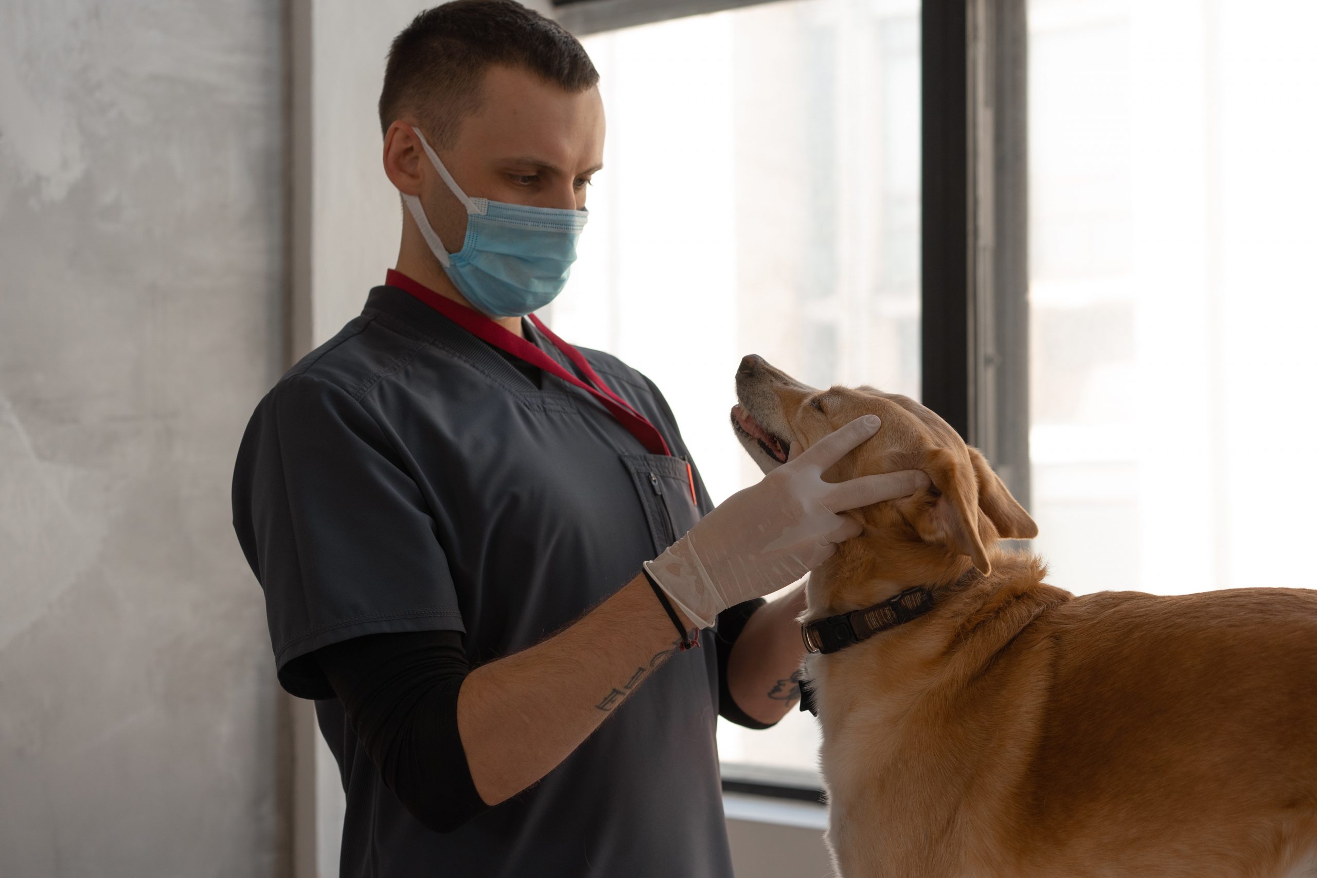 Единственный признак коронавируса у собак, который обнаружили недавно