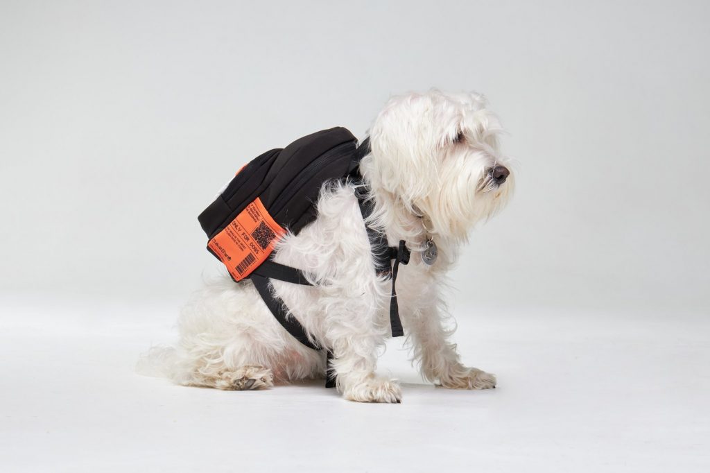 Впервые в Украине появился бренд рюкзаков для домашних животных