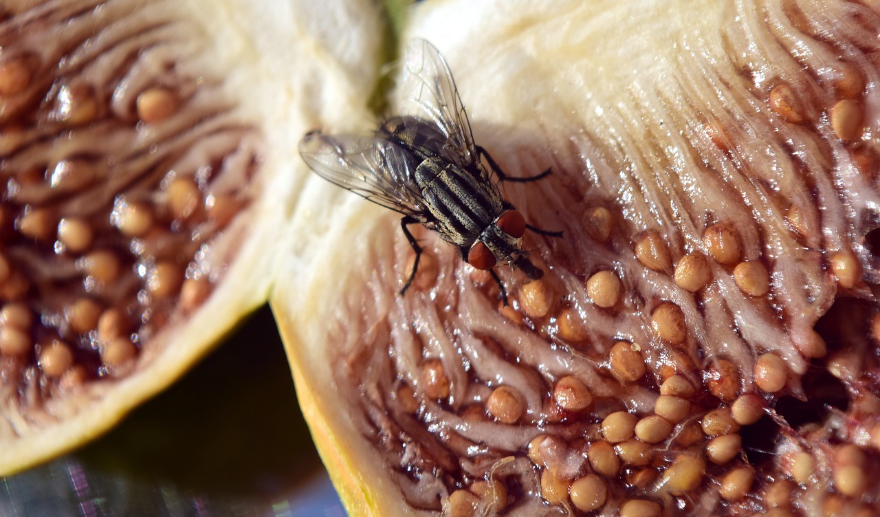 Безопасно ли есть пищу, на которую приземляется муха?