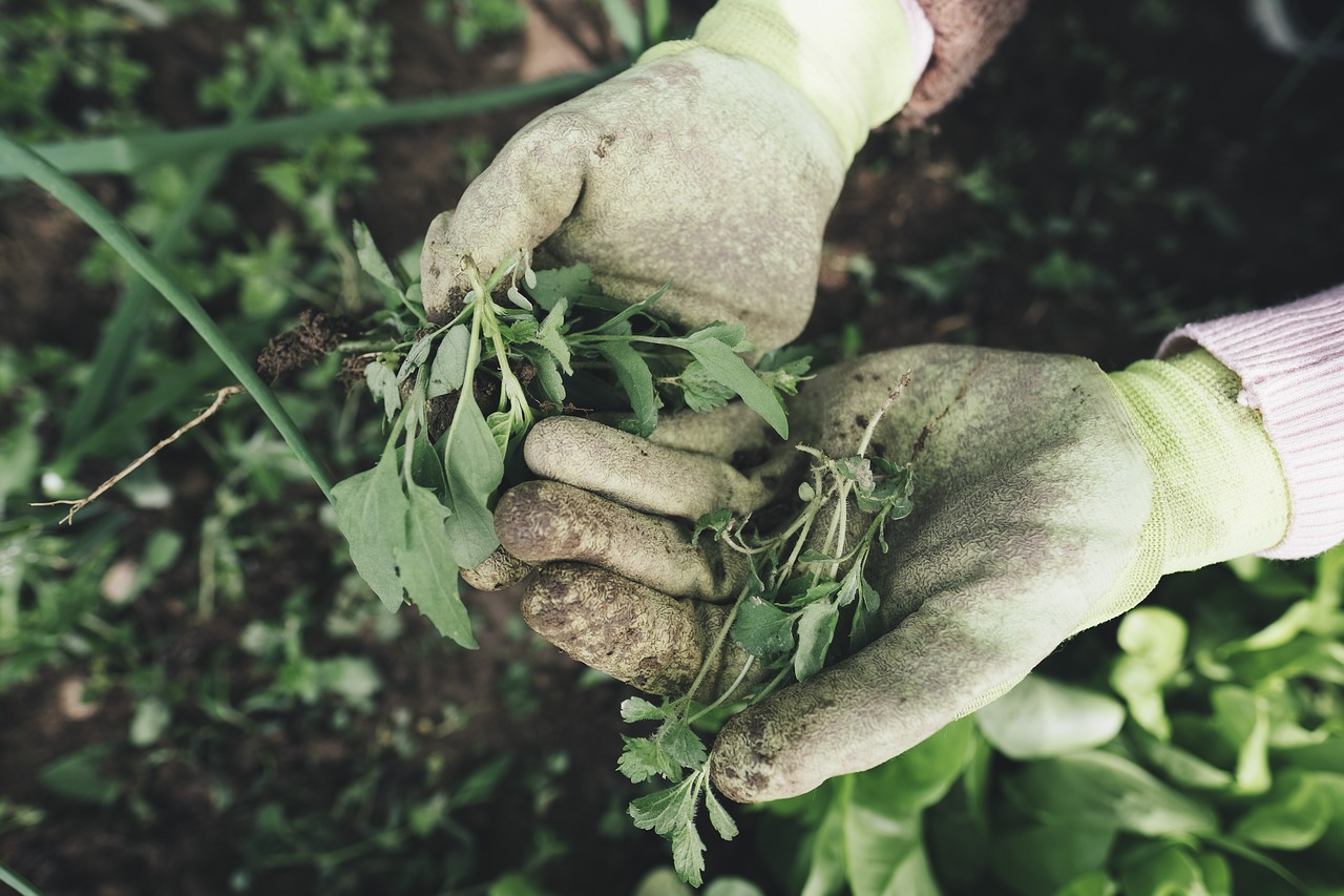 Как быстро избавиться от сорняков в саду: 4 натуральных средства