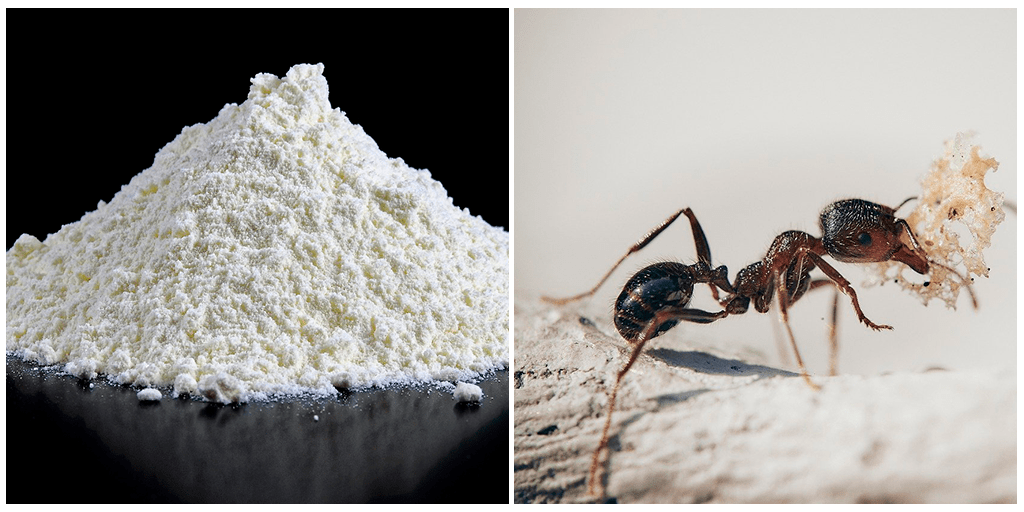 Малоизвестный совет с мукой, который решит проблему с муравьями в доме