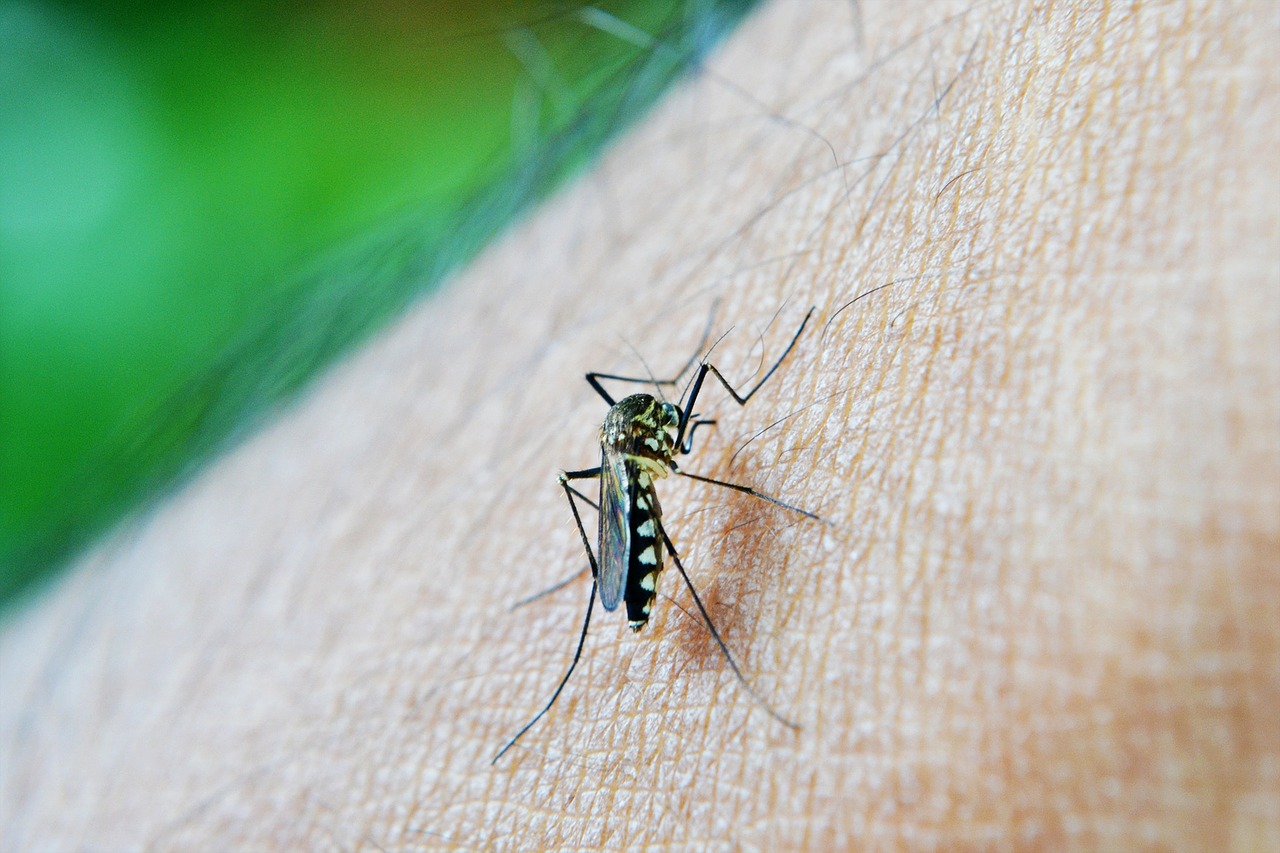 Дело в крови? Почему некоторые люди больше привлекают комаров, чем другие?