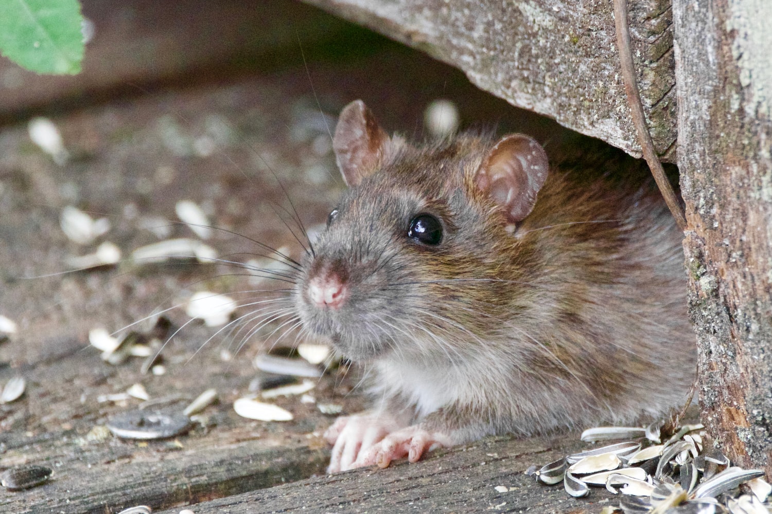 6 повседневных привычек, из-за которых крысы попадают к вам в дом