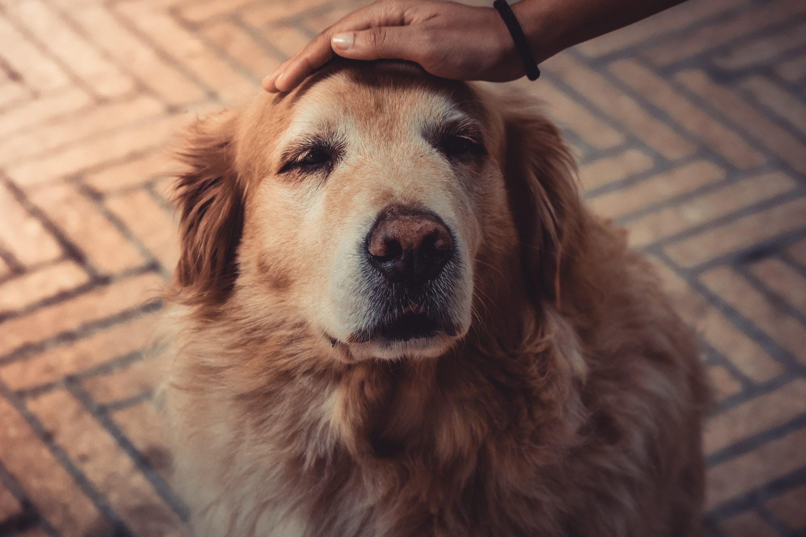 Спокойствие в доме: 5 лучших пород собак для людей с тревожностью