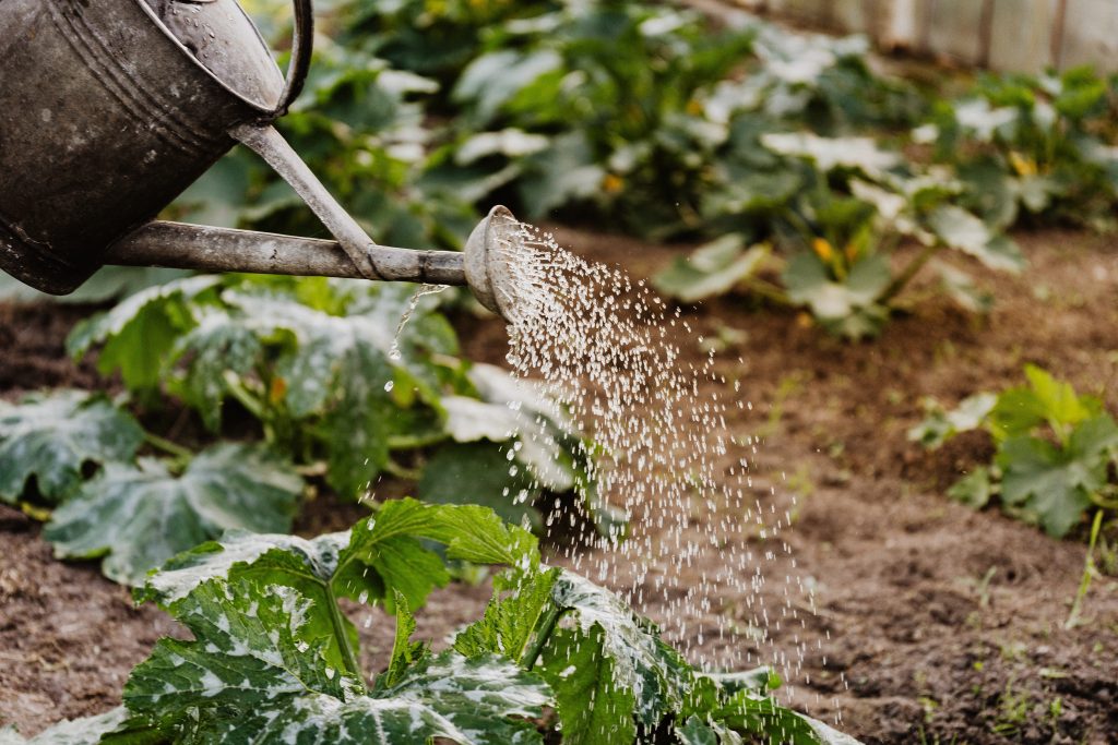 Как правильно поливать сад и огород в жаркие летние дни