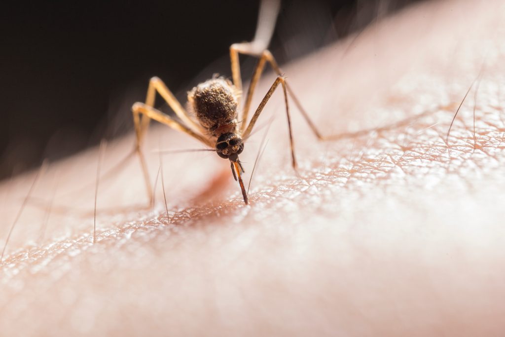 Как избавиться от комаров, если нет фумигатора: 5 натуральных способов