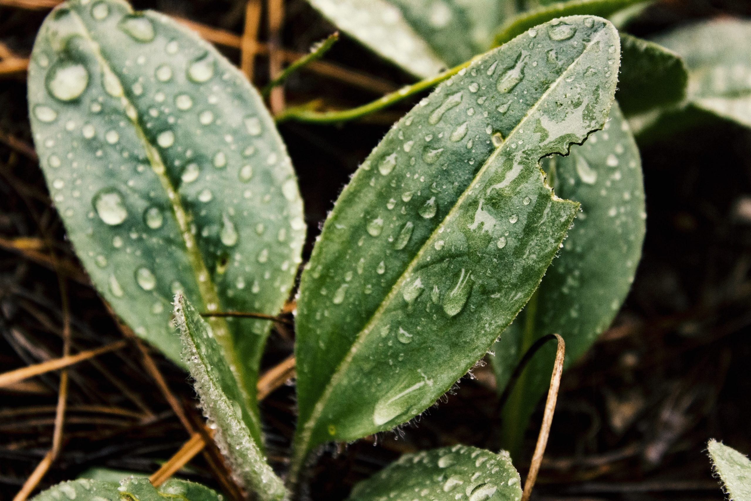 Как защитить растения в саду и огороде, когда часто идут дожди