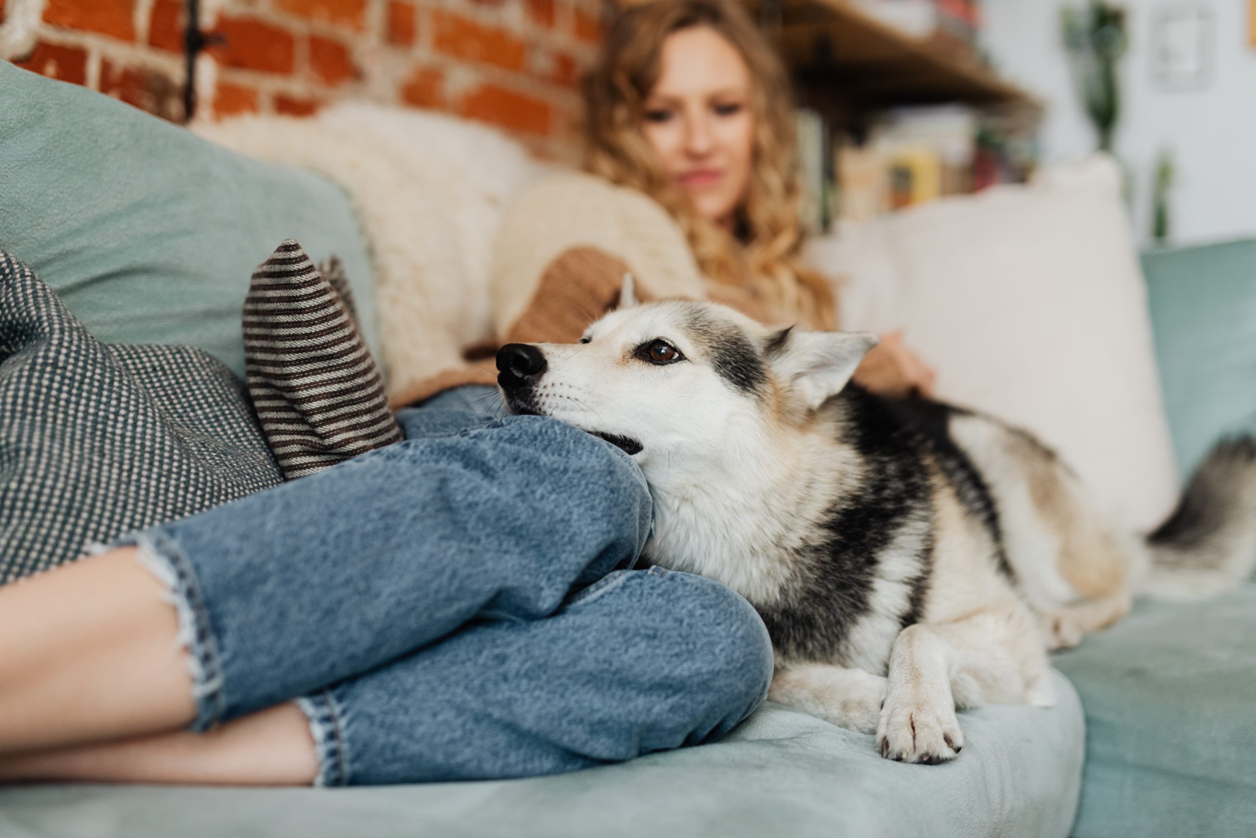 Что сделать, чтобы собаки жили долго: 5 советов от ветеринара