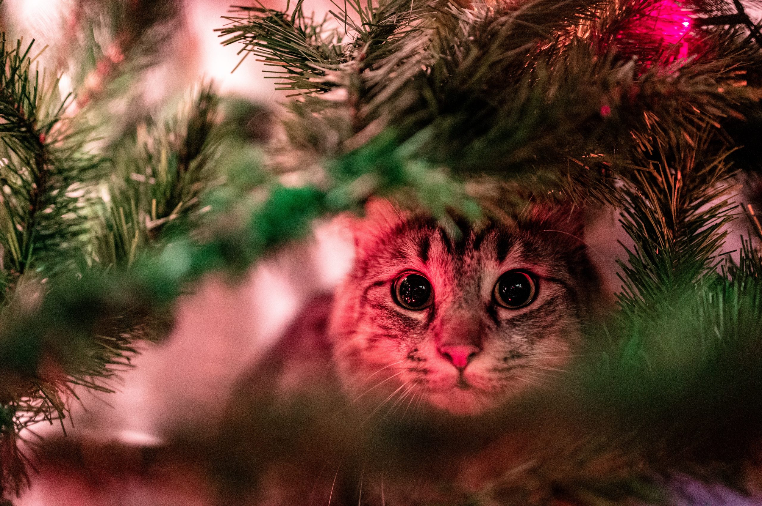 Как защитить ёлку от кота: полезные советы, которые спасут ваш Новый год