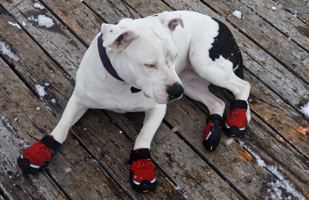 Мода или необходимость: следует ли собакам покупать обувь?