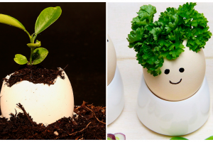 Как нестандартно использовать яйца в быту и в уходе за собой: 6 креативных идей