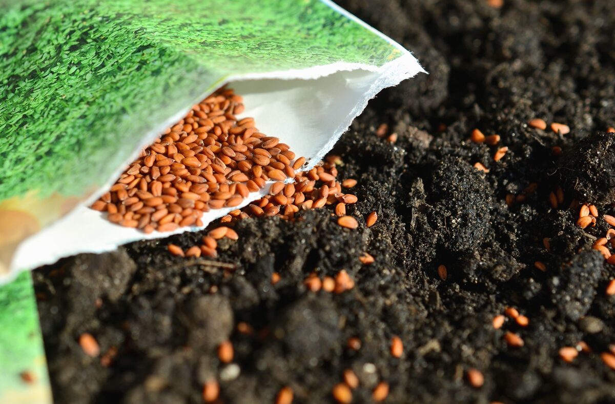 Неожиданно: почему на самом деле нельзя сажать семена во влажную почву?