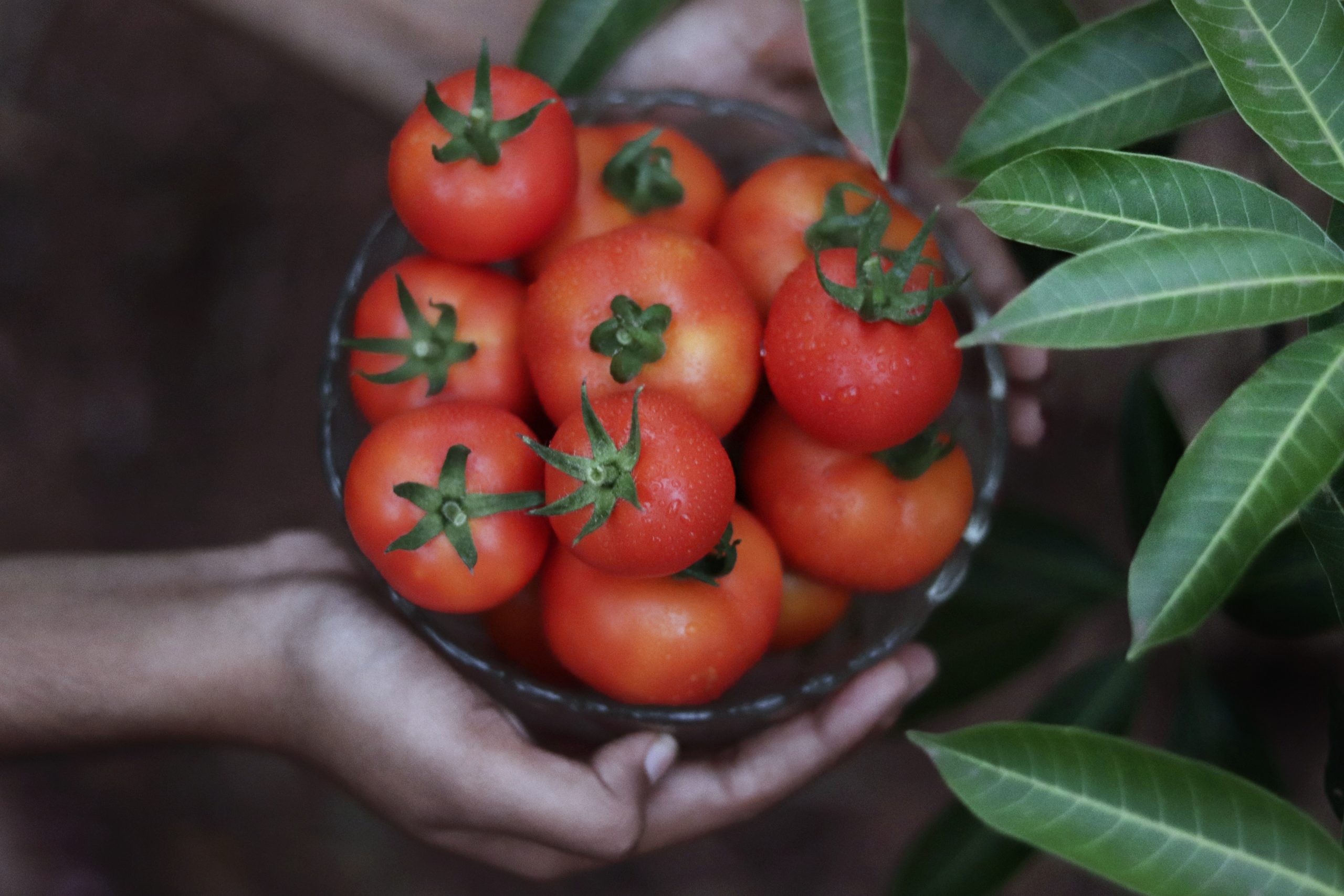 Как правильно сажать помидоры на рассаду в 2022 году, чтобы избежать голода