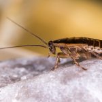 Как быстро избавиться от тараканов в доме с помощью подручных средств