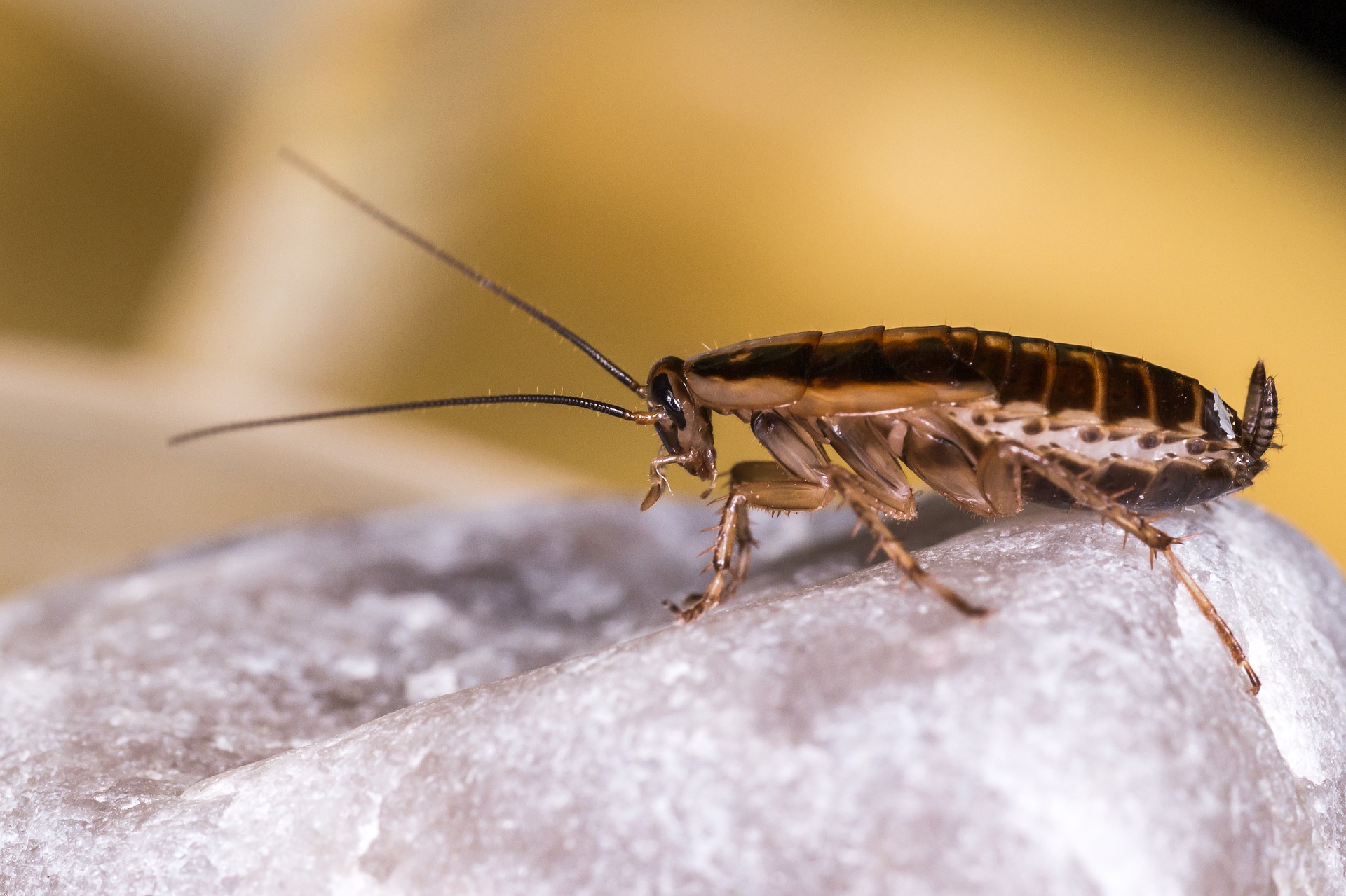 Как быстро избавиться от тараканов в доме с помощью подручных средств