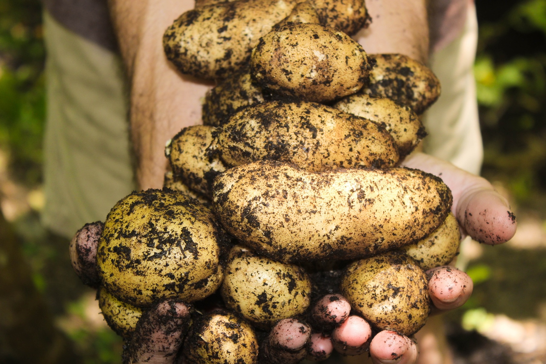 Чего не хватает вашему огороду, чтобы урожай картошки взлетел до небес