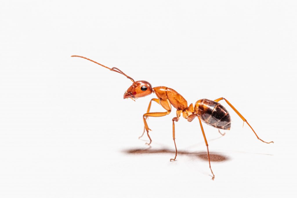 Как быстро избавиться от муравьев в доме с помощью подручных средств