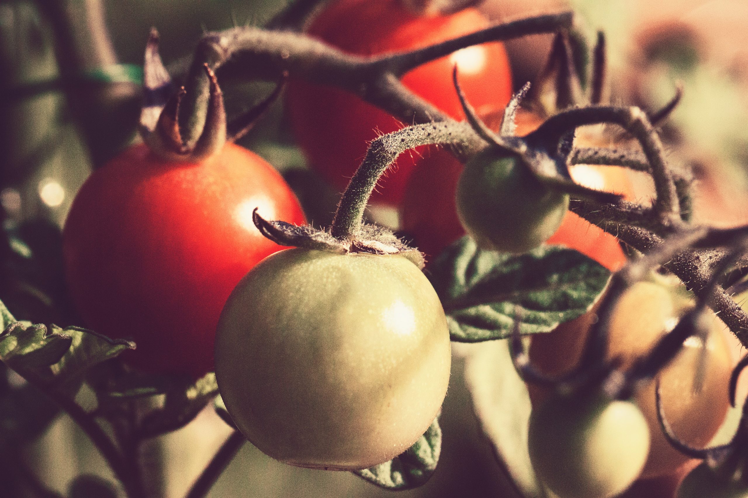 На каком расстоянии сажать помидоры: будете собирать урожай ящиками