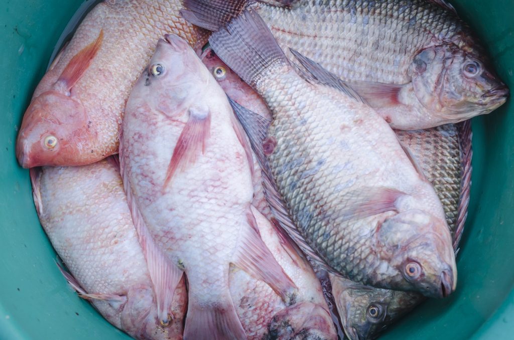 Как правильно хранить рыбу в домашних условиях, чтобы она дольше оставалась свежей