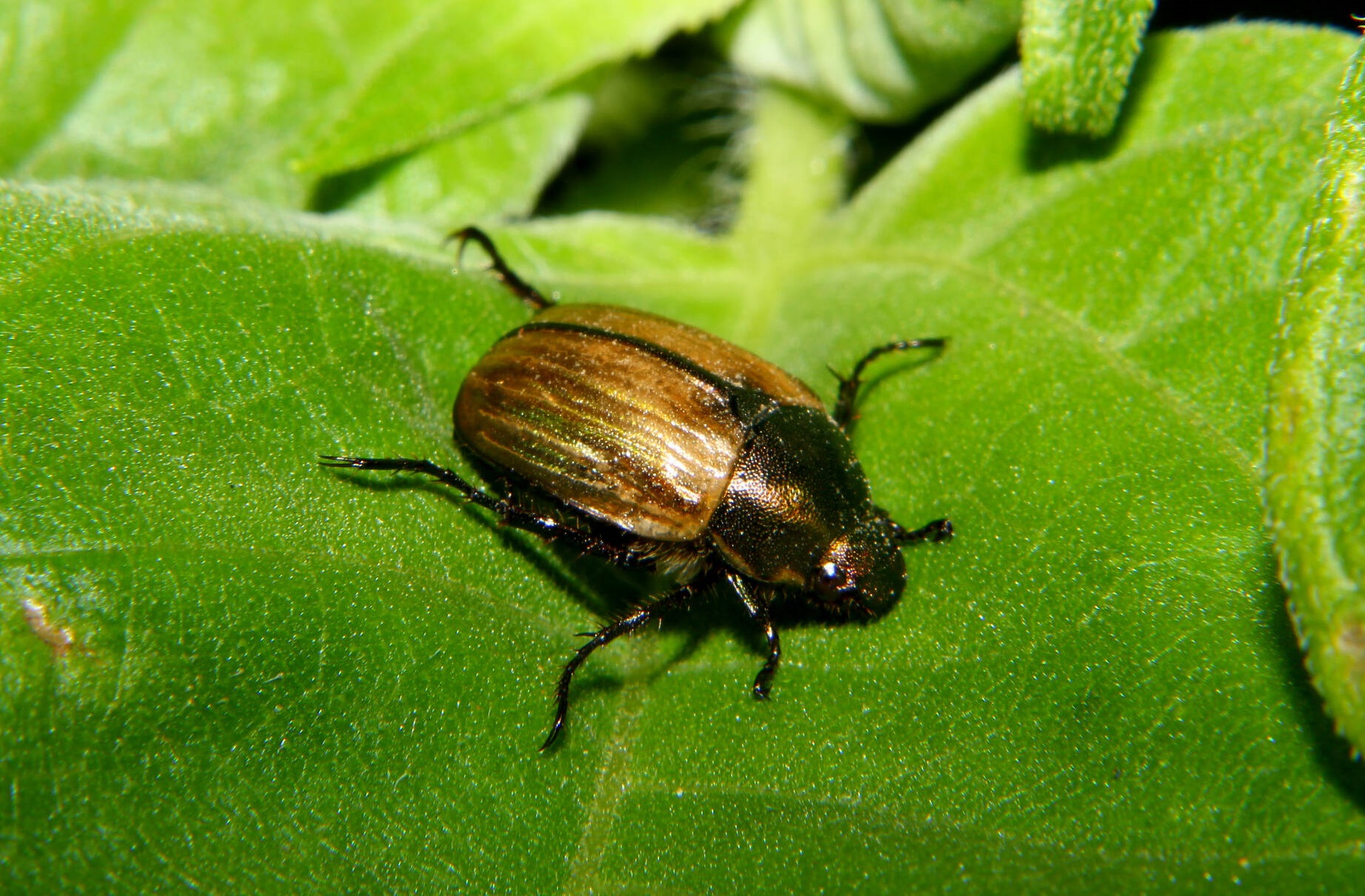 Как избавиться от майских жуков: хитрая ловушка, которую вы можете сделать