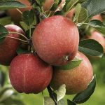 Если вы не сделаете следующее в своём саду, то об урожае яблок можно забыть
