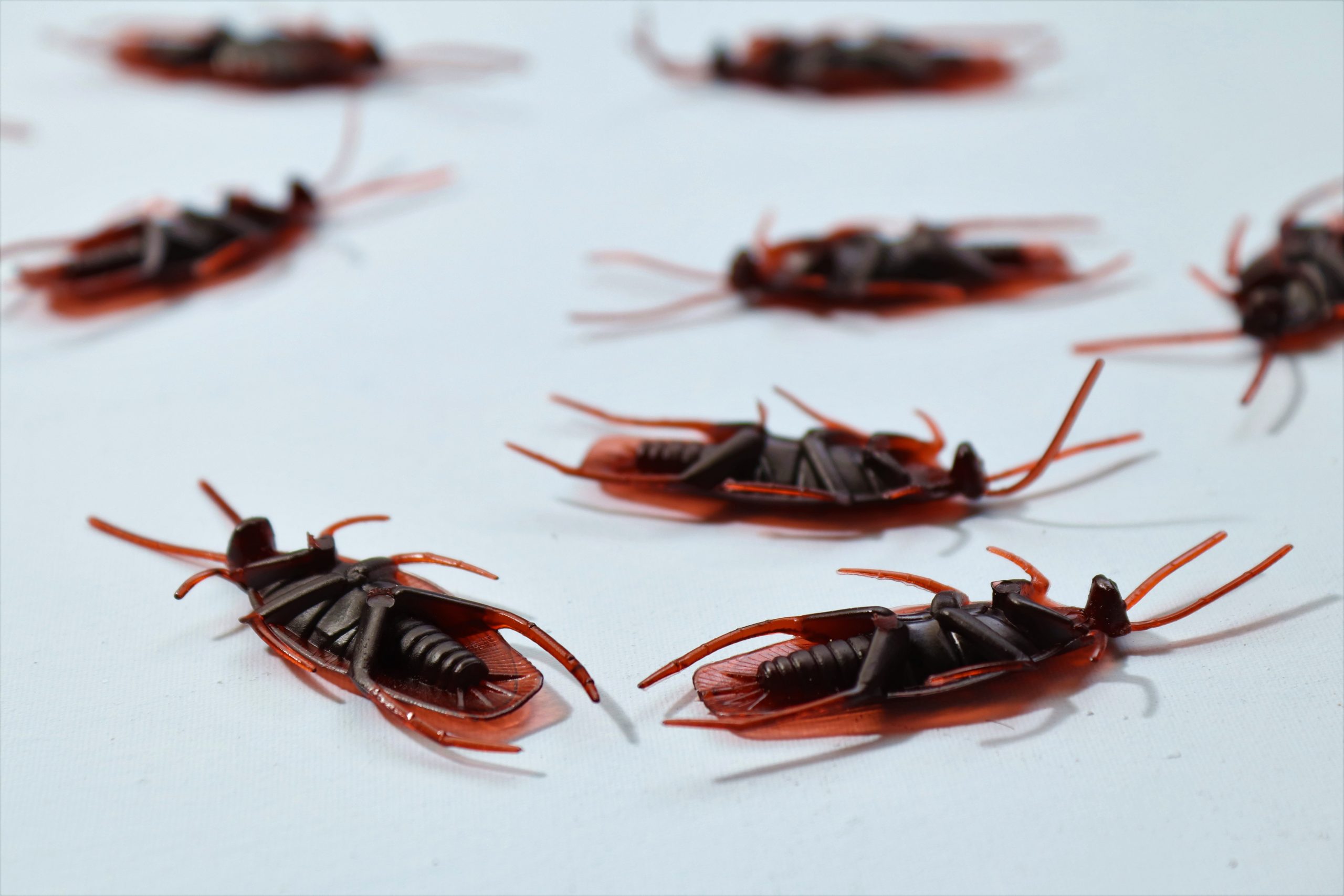 Спреи не помогают: как избавиться от тараканов в доме раз и навсегда