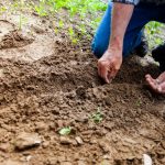 Самый дешёвый способ улучшить качество вашей почвы: давно пора было это сделать
