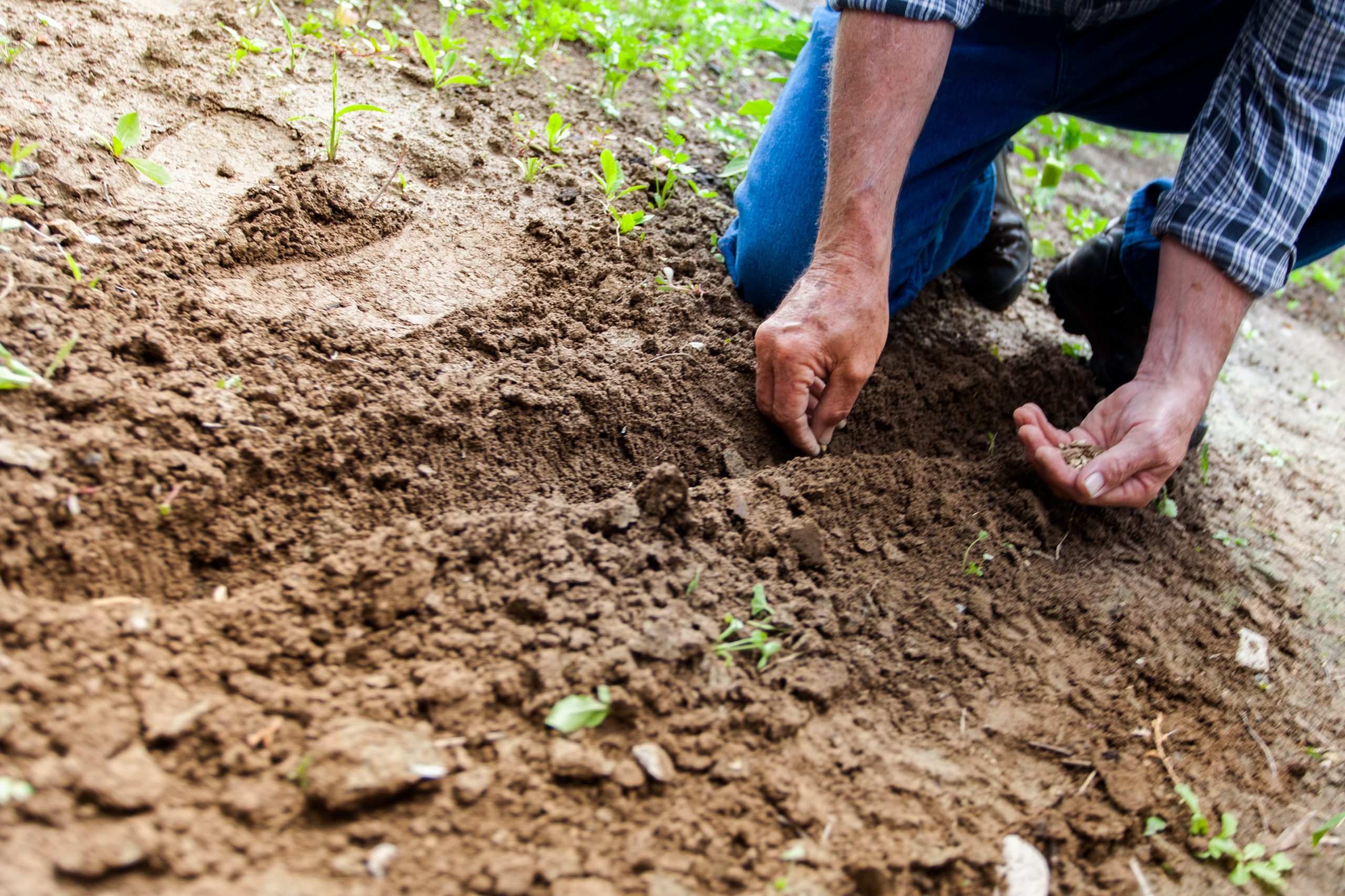 Самый дешёвый способ улучшить качество вашей почвы: давно пора было это сделать