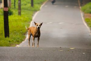 Если следовать следующим советам, уличная собака не укусит вас (и не заразит бешенством)